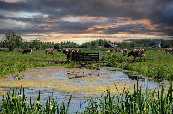 Induction protector | Herd Crossing