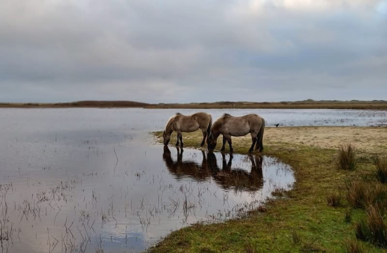 Induktionsschutz | Gehörnte Harmonie Induktionsschutz | Gehörnte Harmonie