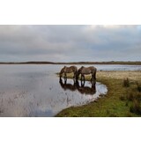 Induction protector | Hoofed Harmony