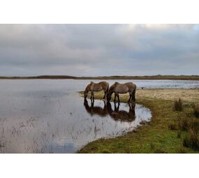 floorevents.com Inductie beschermer | Gehoefde Harmonie floorevents.com Inductie beschermer | Gehoefde Harmonie
