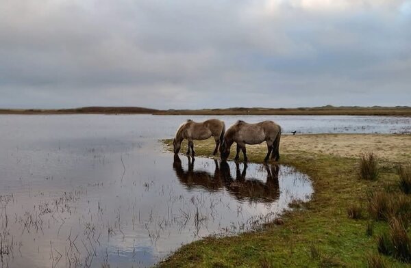 Induktionsschutz | Gehörnte Harmonie Induktionsschutz | Gehörnte Harmonie