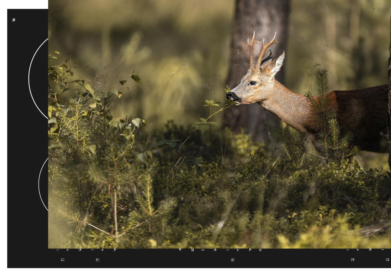 Induction protector | The wake of a deer Induction protector | The wake of a deer
