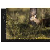 Induction protector | The wake of a deer Induction protector | The wake of a deer