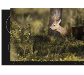 floorevents.com Induction protector | The wake of a deer