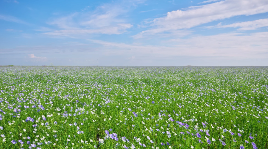 Waarom beddengoed van linnen?