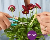 Mini Easi-Grip schaar - gepunt Mini Easi-Grip schaar - gepunt