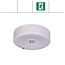 EM - Fox Lux Falcon Pro OA wit, 1,5W, alleen nood, open ruimte, OA 150 lumen, IP20