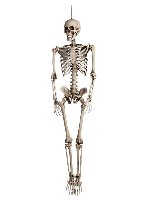 Decoration Skeleton (160cm)