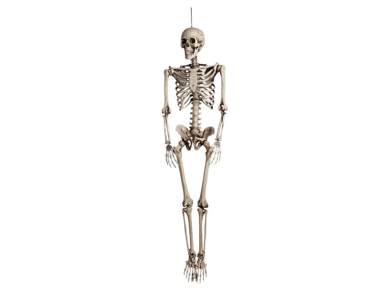 Decoration Skeleton (160cm)