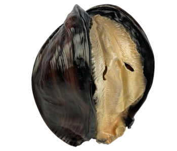 Oyster / Shell / clam mask