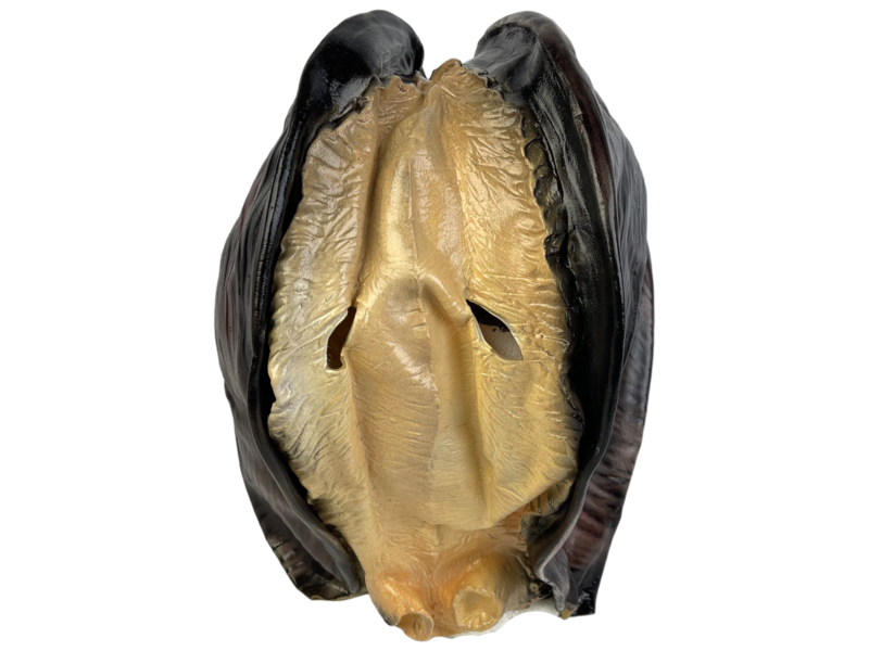 Oyster / Shell / mussel mask