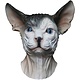 Naakte kat masker (grijs)