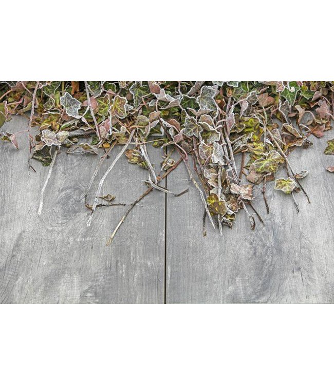 Geoceramica 30x60x4 cm Timber Grigio