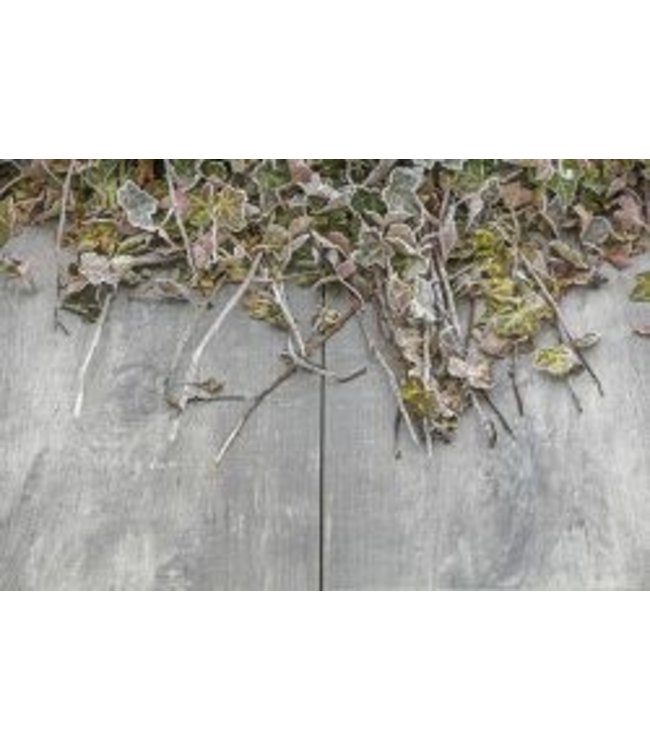 Geoceramica 80x40x4 cm Timber Grigio