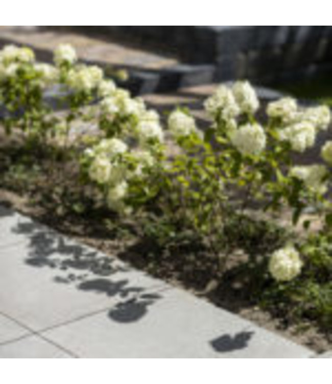 Geoceramica 100x100x4 cm Roccia Grey