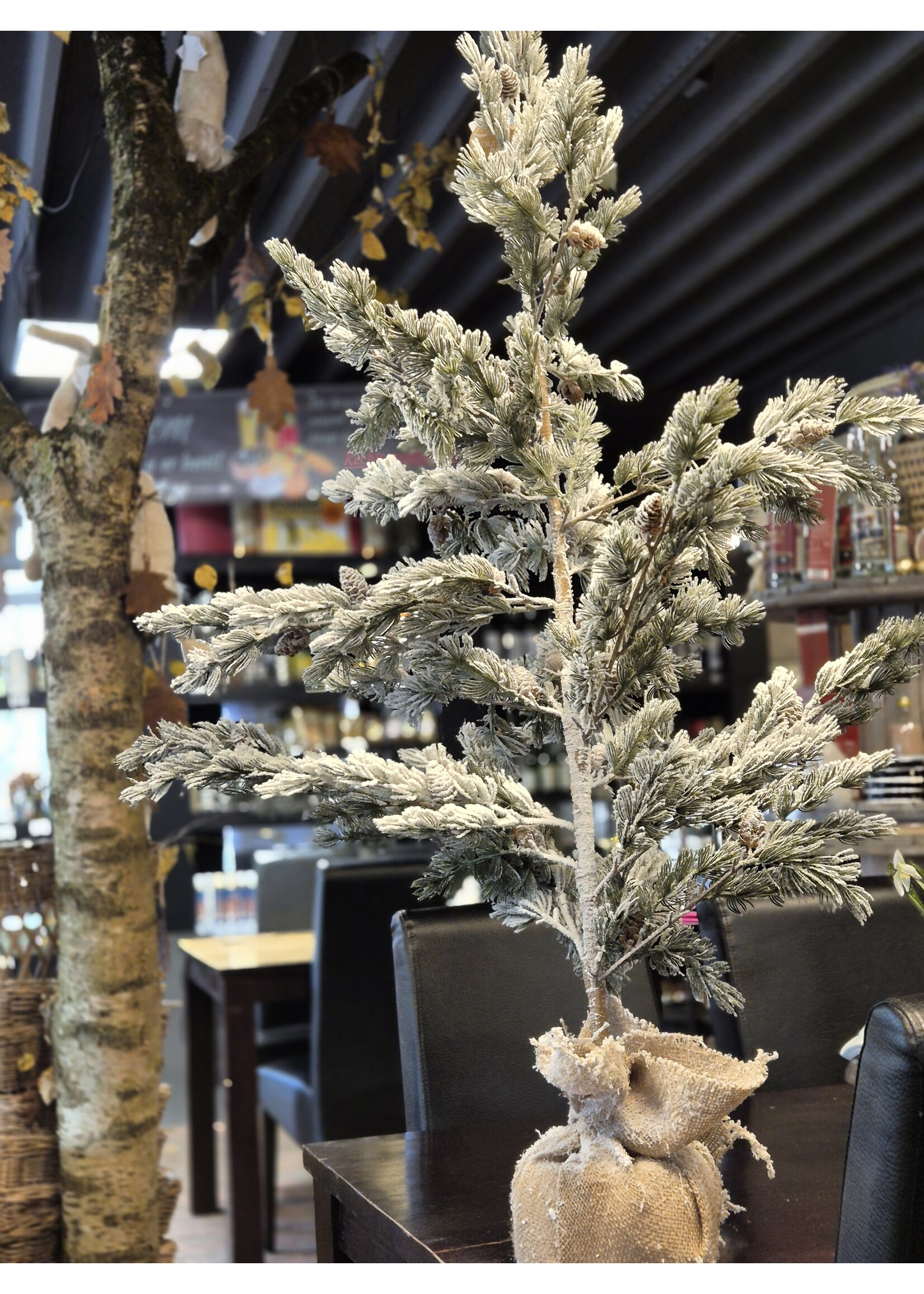 Kerstboom Kiefer, Indoor, H 120 cm,