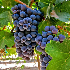 Barbera