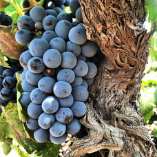 Mourvedre