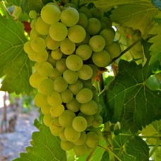 Viognier