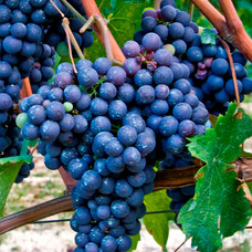 Nebbiolo