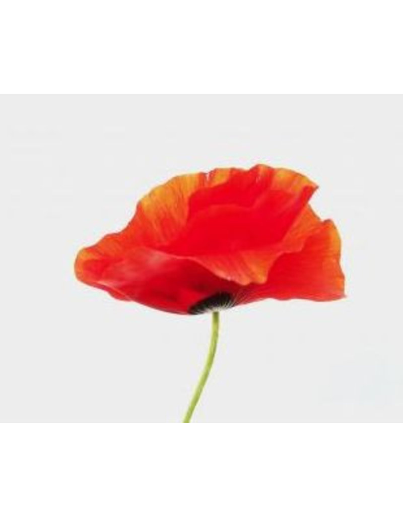 Mulberry poppy, 100 sheets
