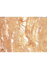 TH112 - Mulberry bark