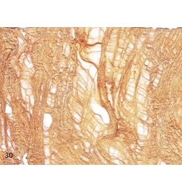 TH112 - Mulberry bark