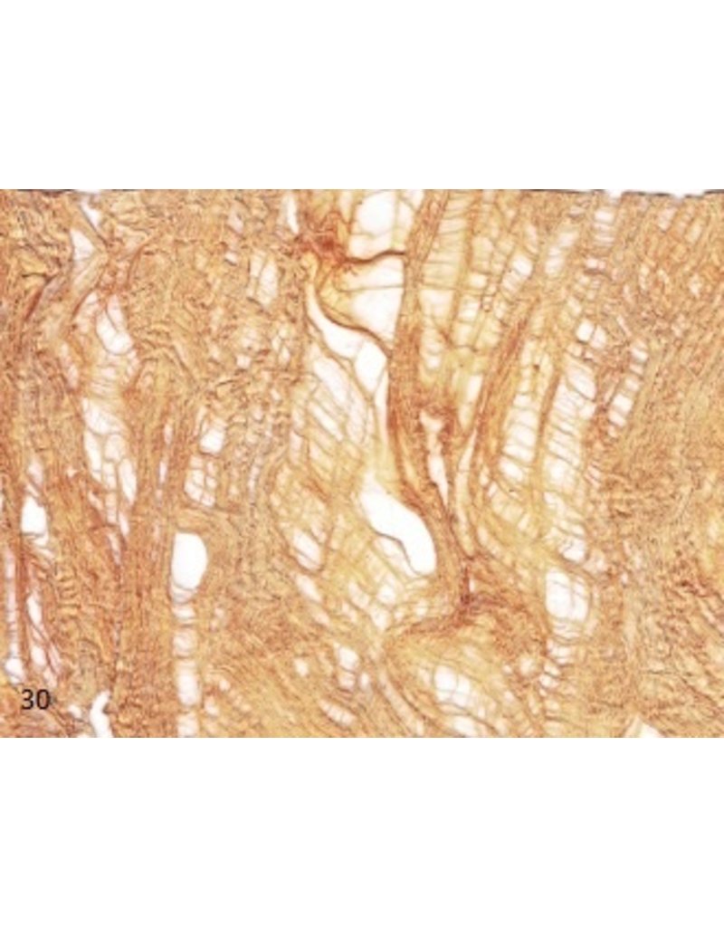 TH112 - Mulberry bark