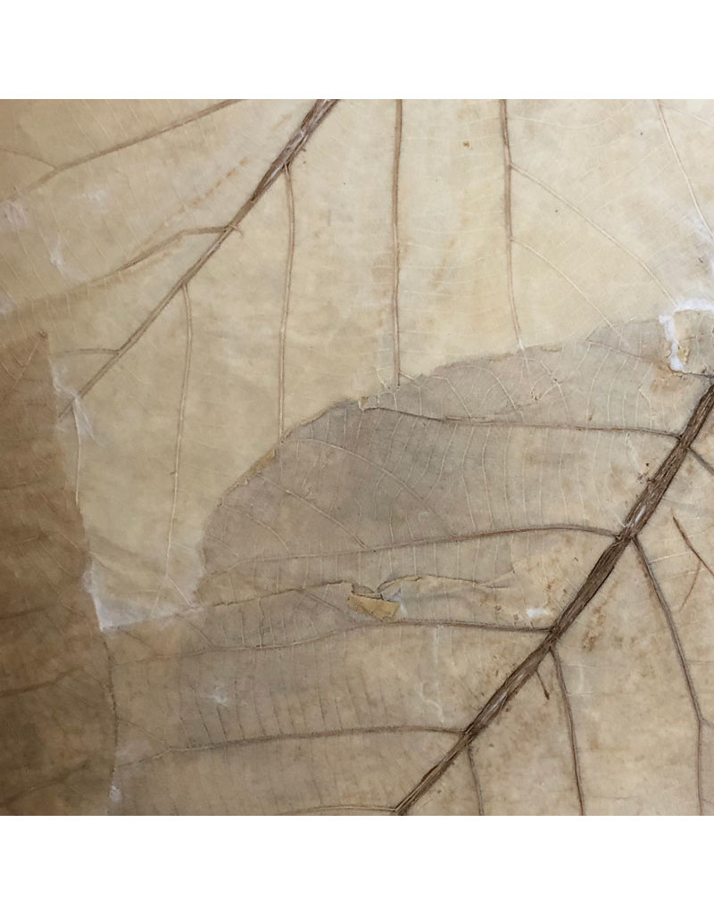 TH845 - Papier de mûrier feuilles de teck