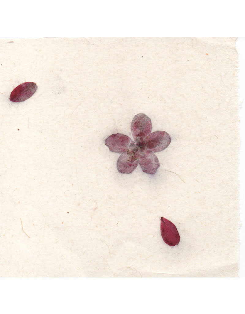 Papier gampi avec des fleurs de trivia, 90 grs