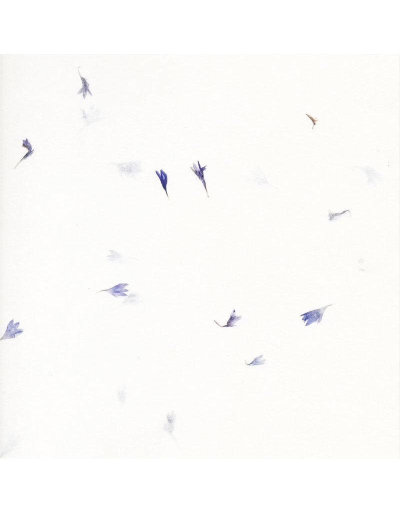 Cottonpaper with cornflowers, 125 gsm.