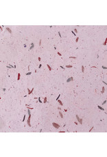 TH864 - Mulberry paper with fibres and petals