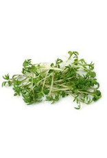 Mulberry paper cress 100 pc