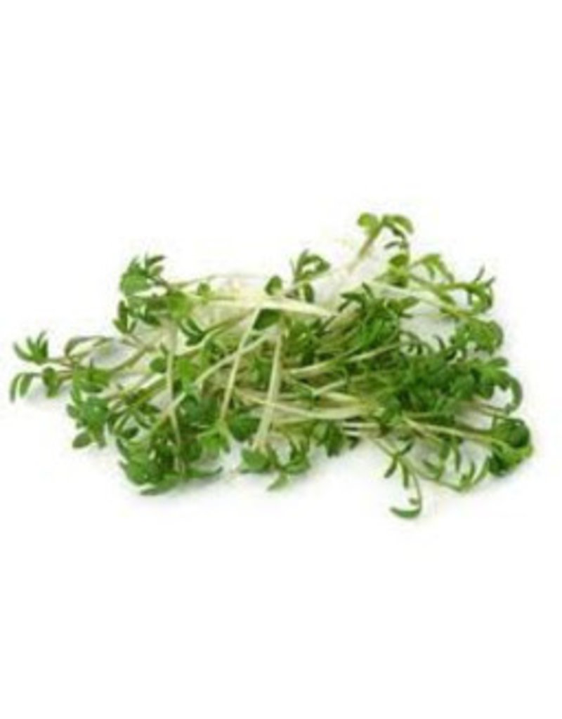 Mulberry paper cress 100 pc