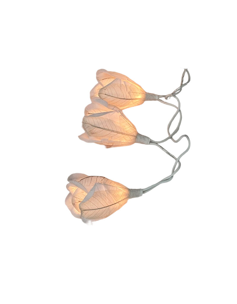 . String light roses