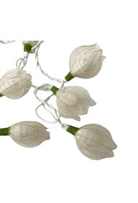 . String light roses