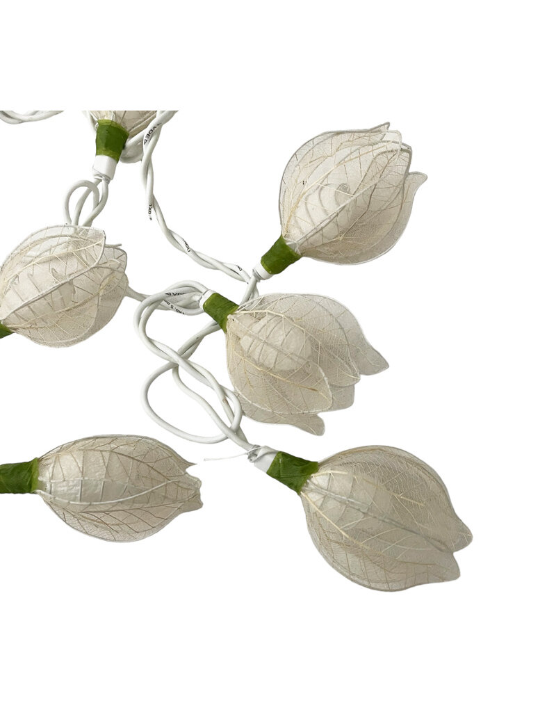 . String light roses