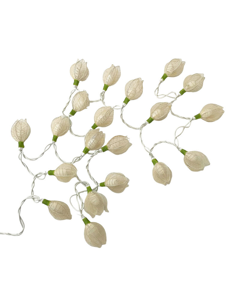 . String light roses