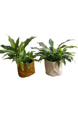 . flowerpot made of gampi paper