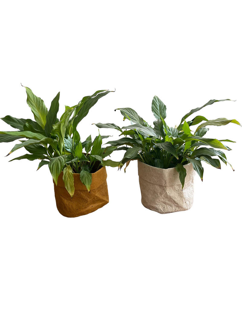 . flowerpot made of gampi paper