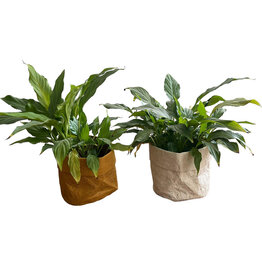 . PN340 flowerpot made of gampi paper