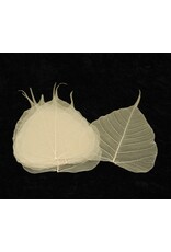 Set of 25 bodhi leaves
