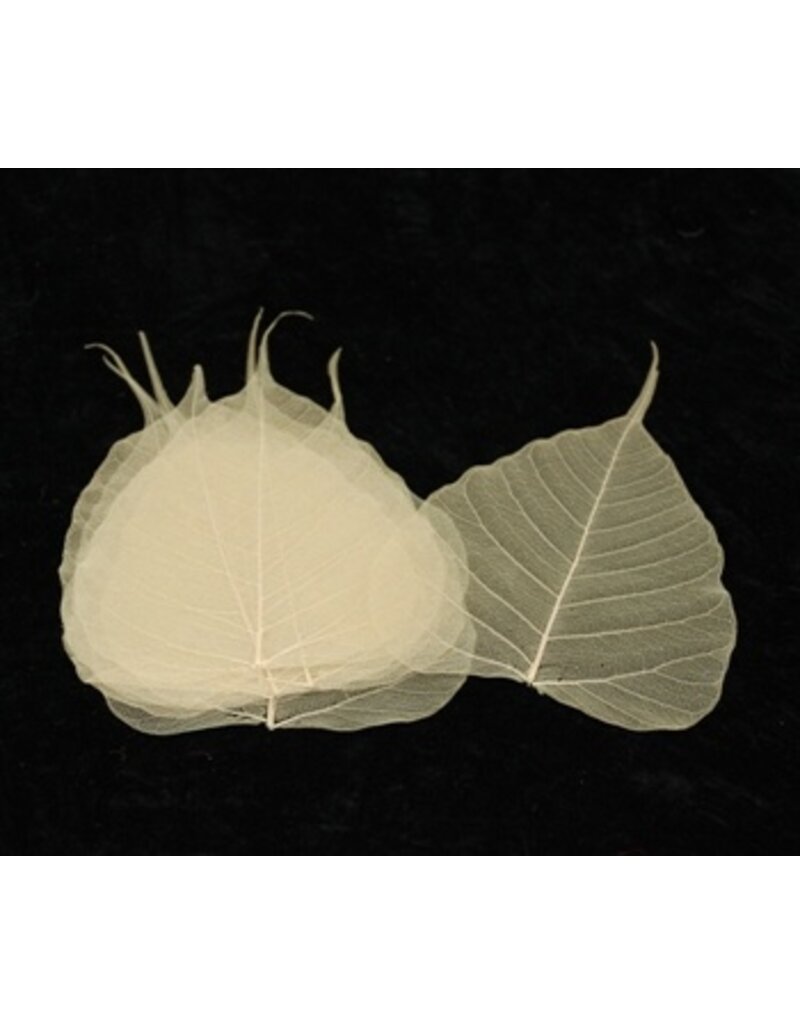 Set of 25 bodhi leaves