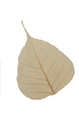 Set of 25 bodhi leaves