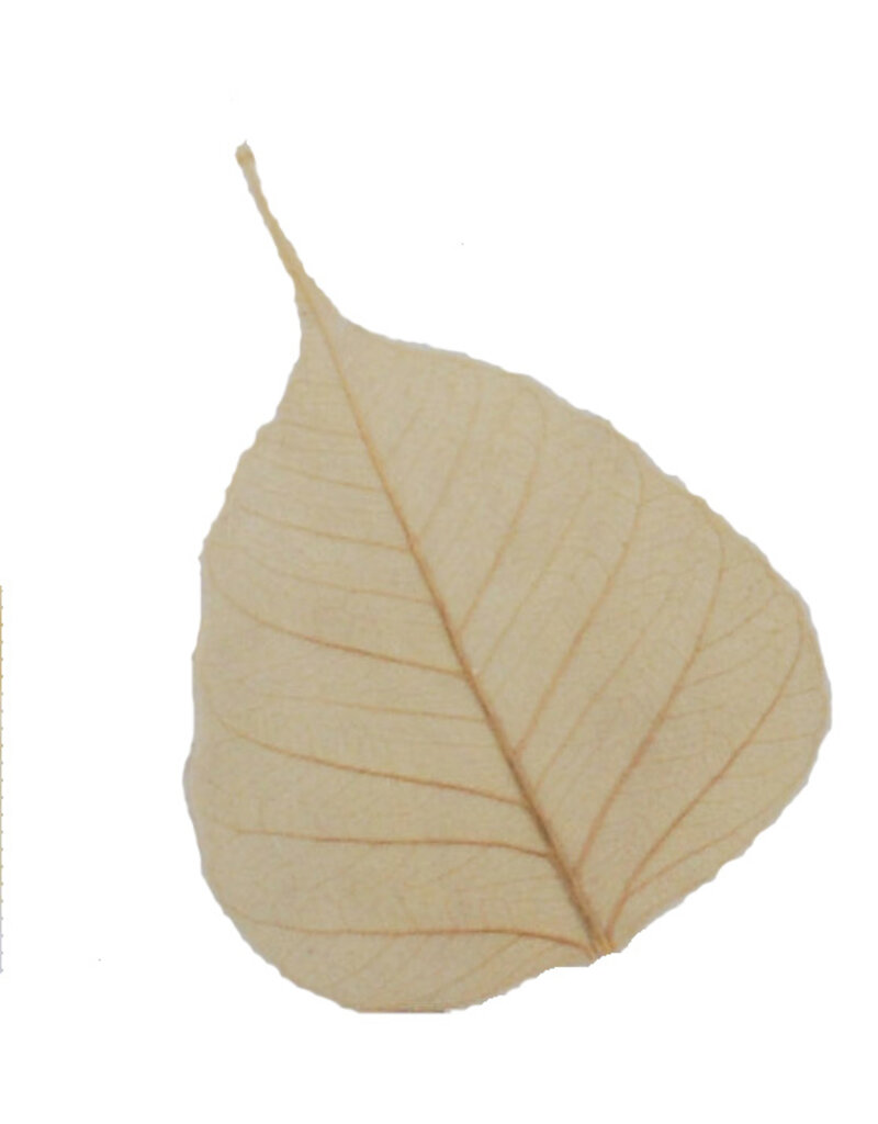 Set of 25 bodhi leaves