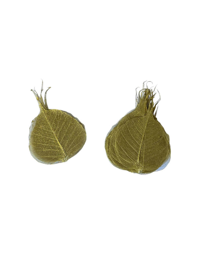 Set of 25 bodhi leaves