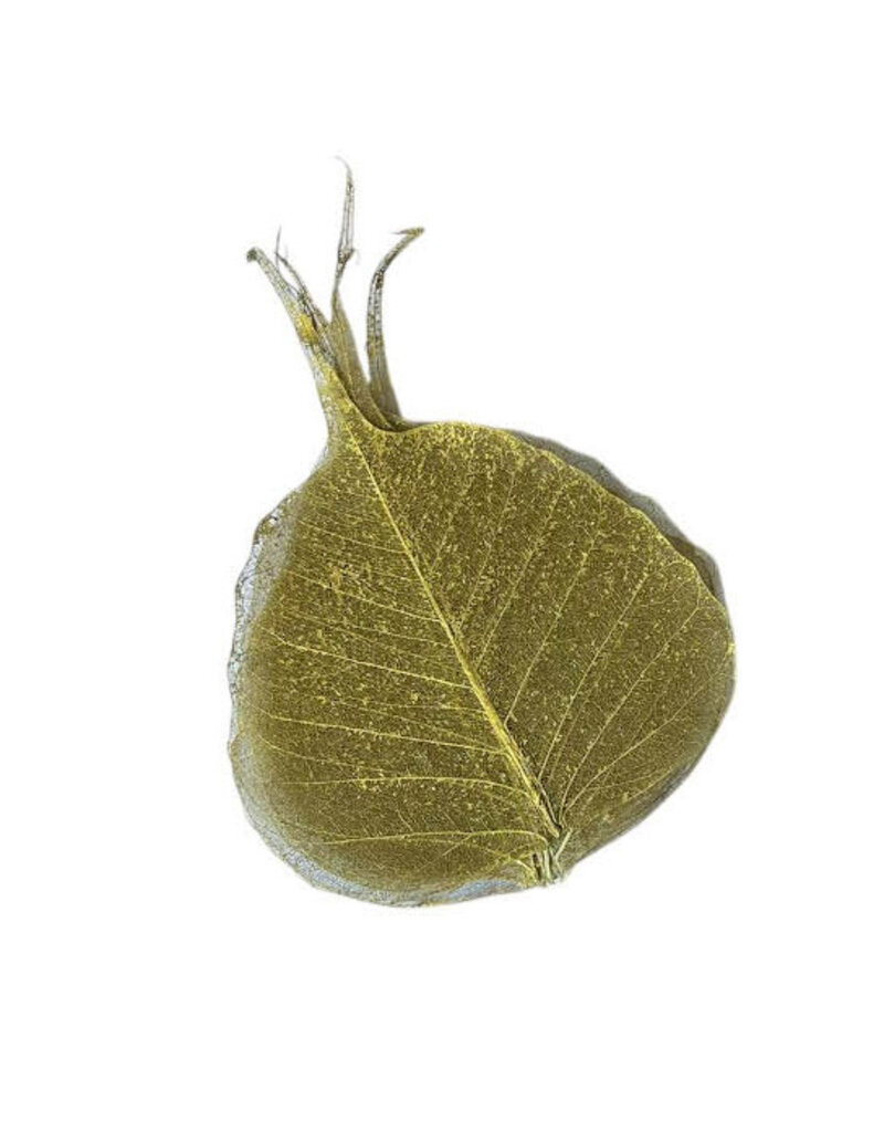 Set of 25 bodhi leaves