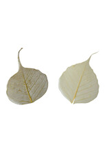 Set of 25 bodhi leaves