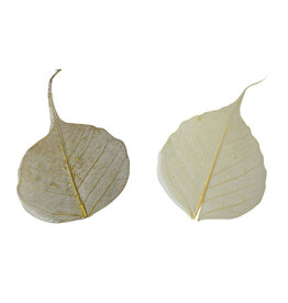 NE424 25 feuilles de bodhi