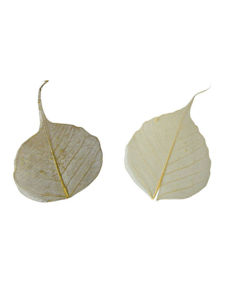 Set of 25 bodhi leaves